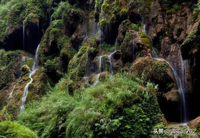 可爱小猫向上跳